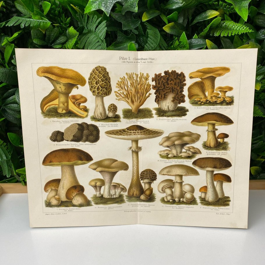 Съедобные грибы Греции