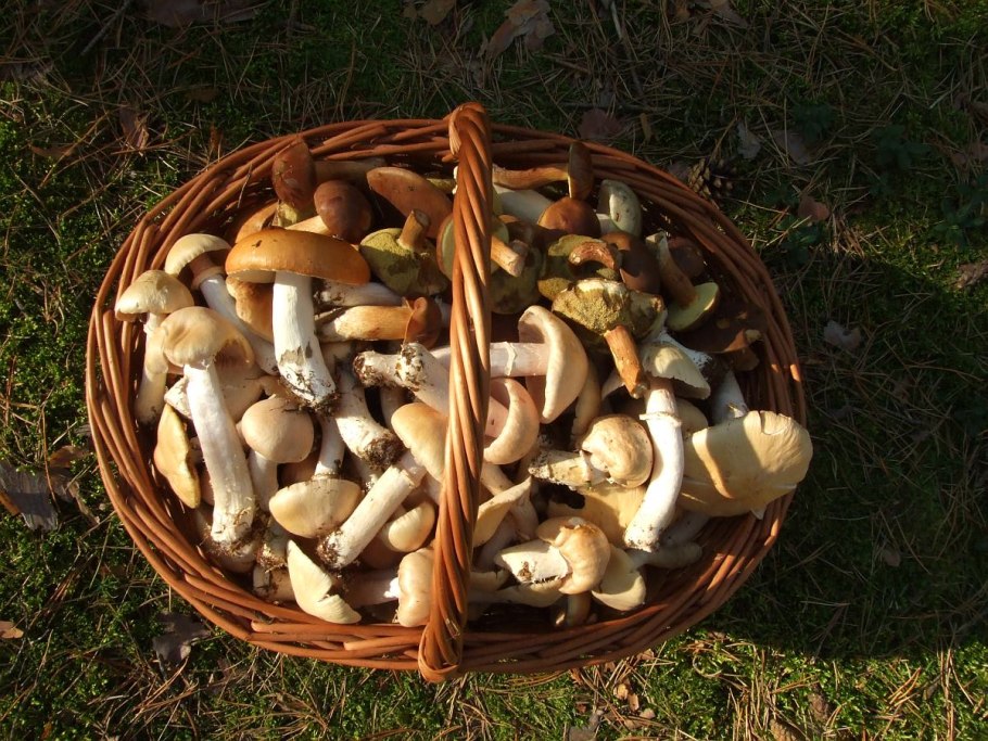 Птичье гнездо (Nidulariaceae)