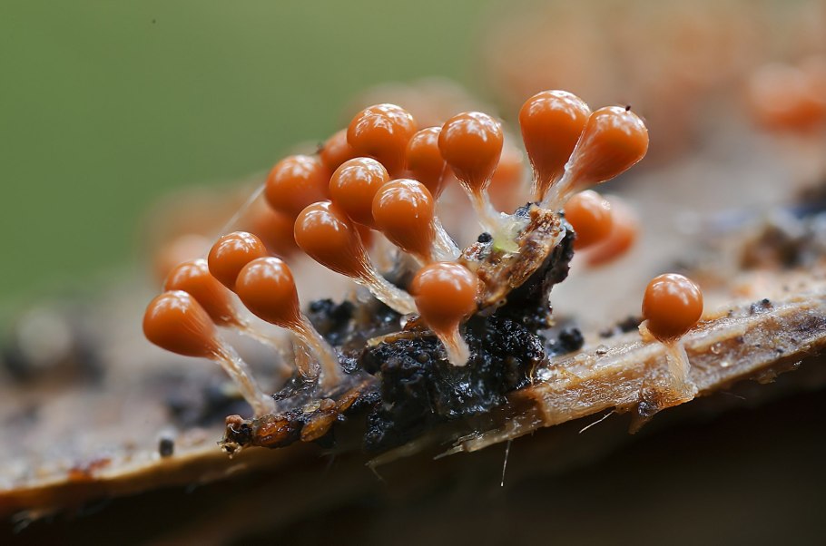 Грибы урожай красиво