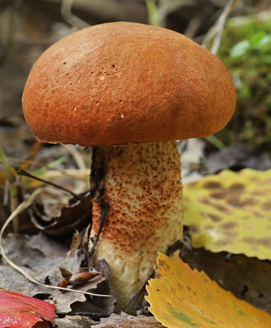 Ложные красноголовики