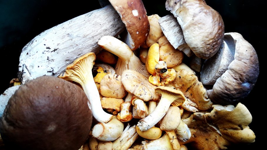 Гриб природа макро