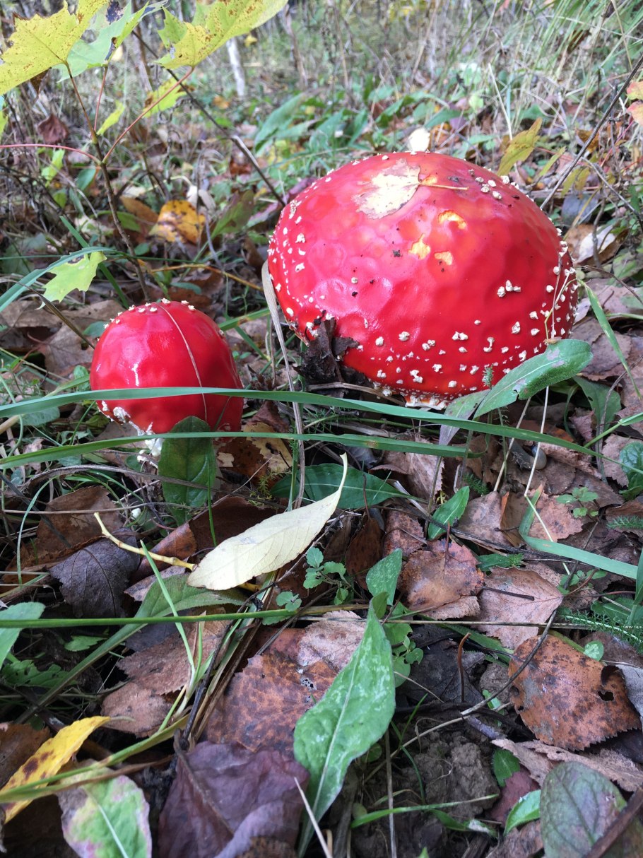 Грибница шляпочных грибов строение