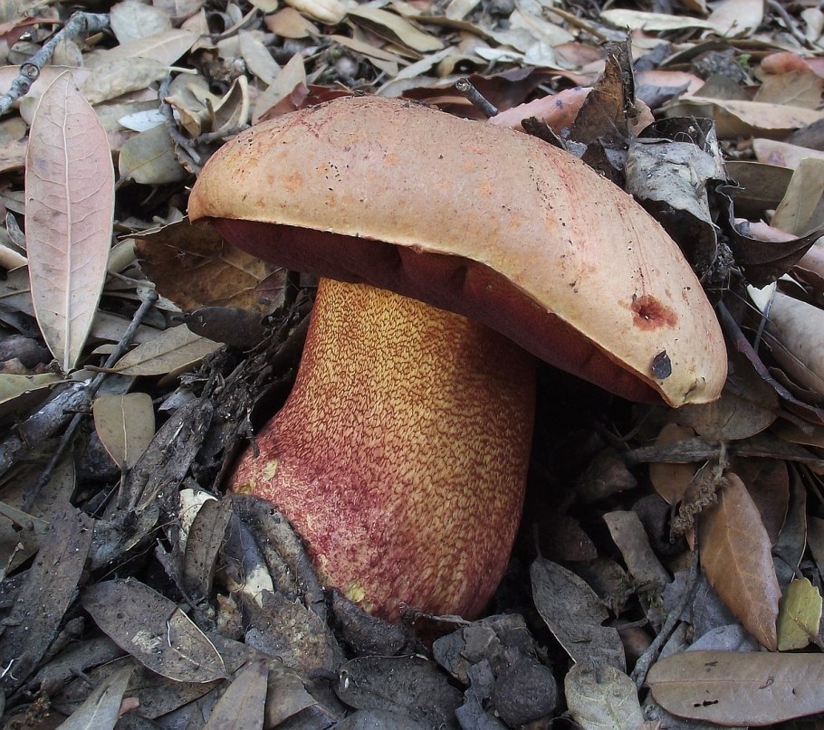 Грибы бутафория