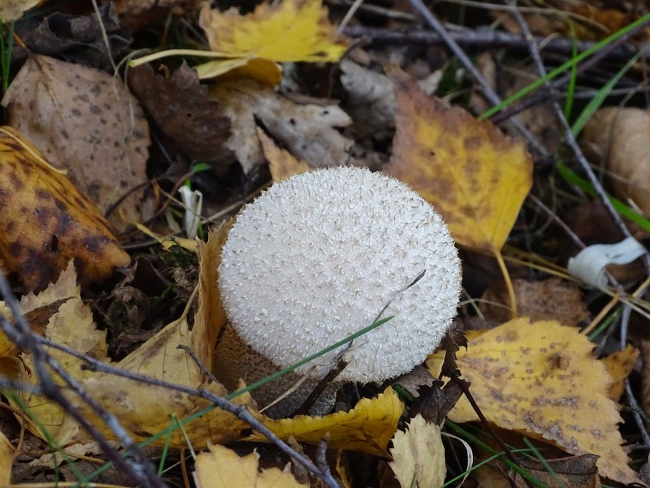 Гриб Claviceps purpurea