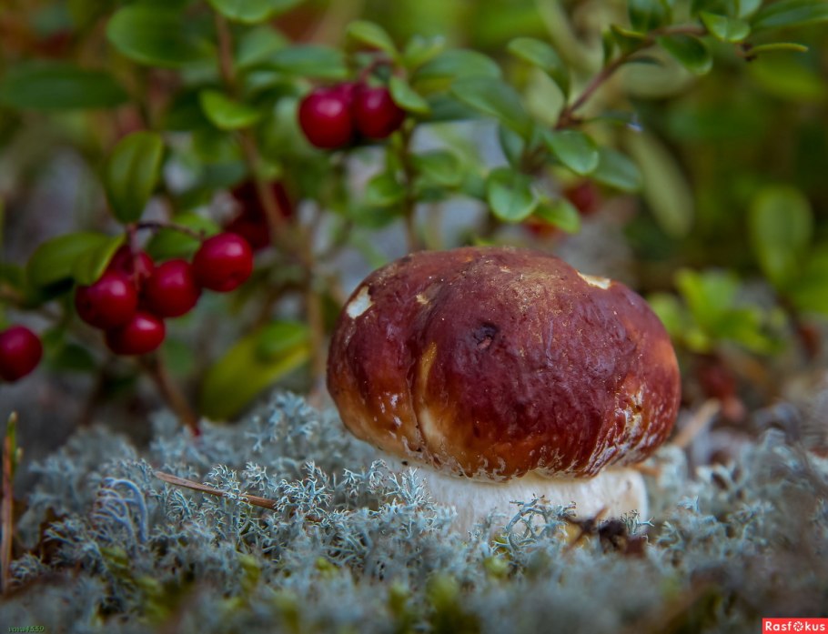 Серая вершинная гниль