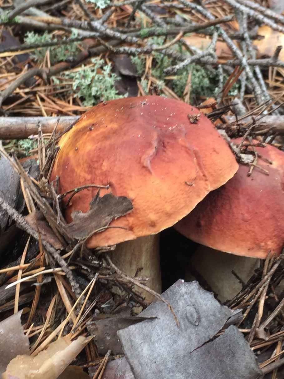 Трихия миксомицеты