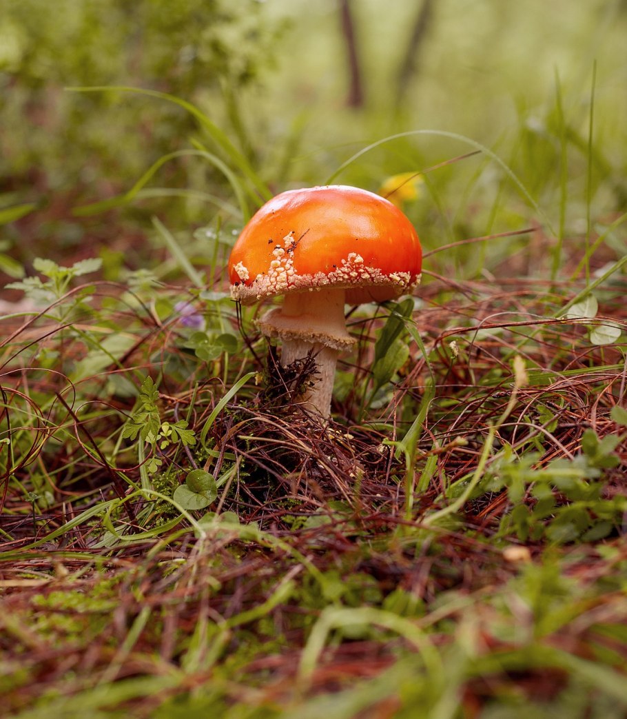 Споры грибов в лесу