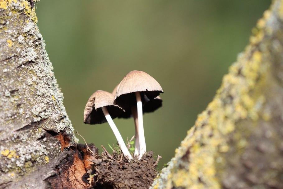 Грибы споры