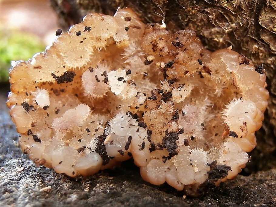 Плодовая гниль (Monilia fructigena)