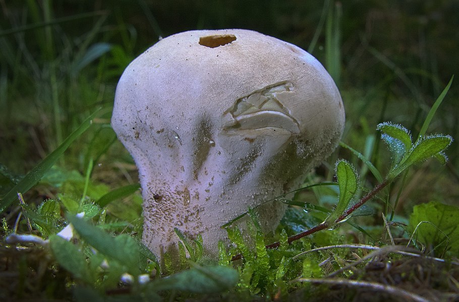 Гриб (плодовое тело)