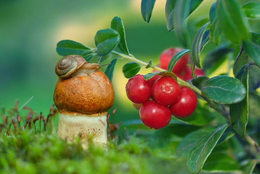 Ягоды дикоросы