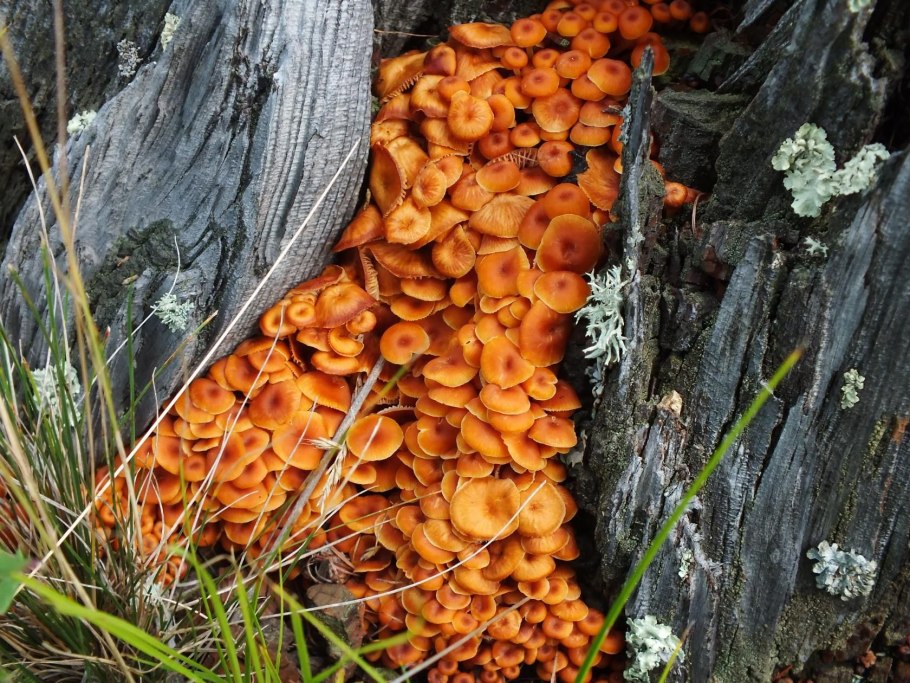 Слизевик миксомицет Трихия