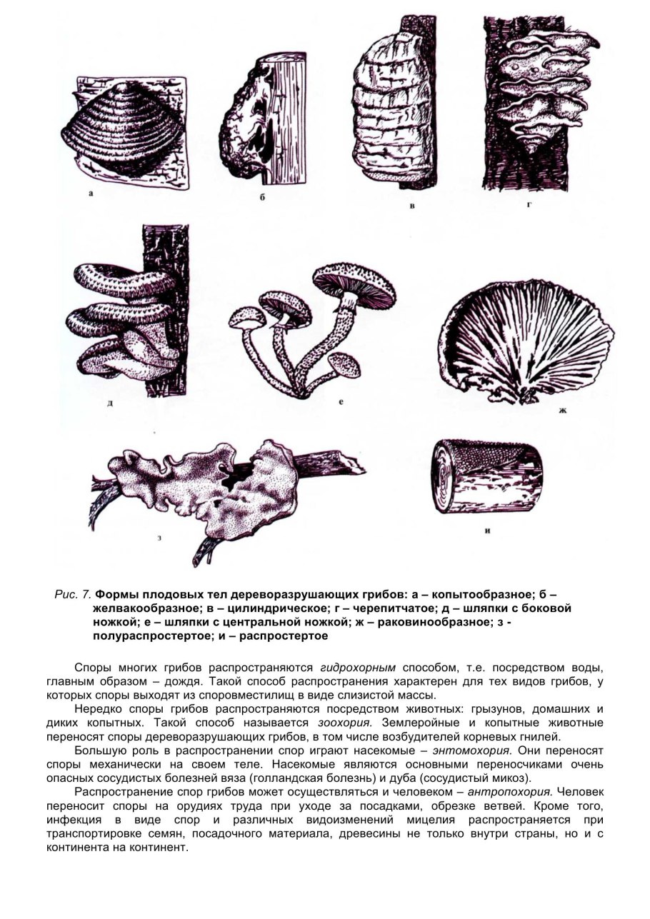 Осенние дары леса