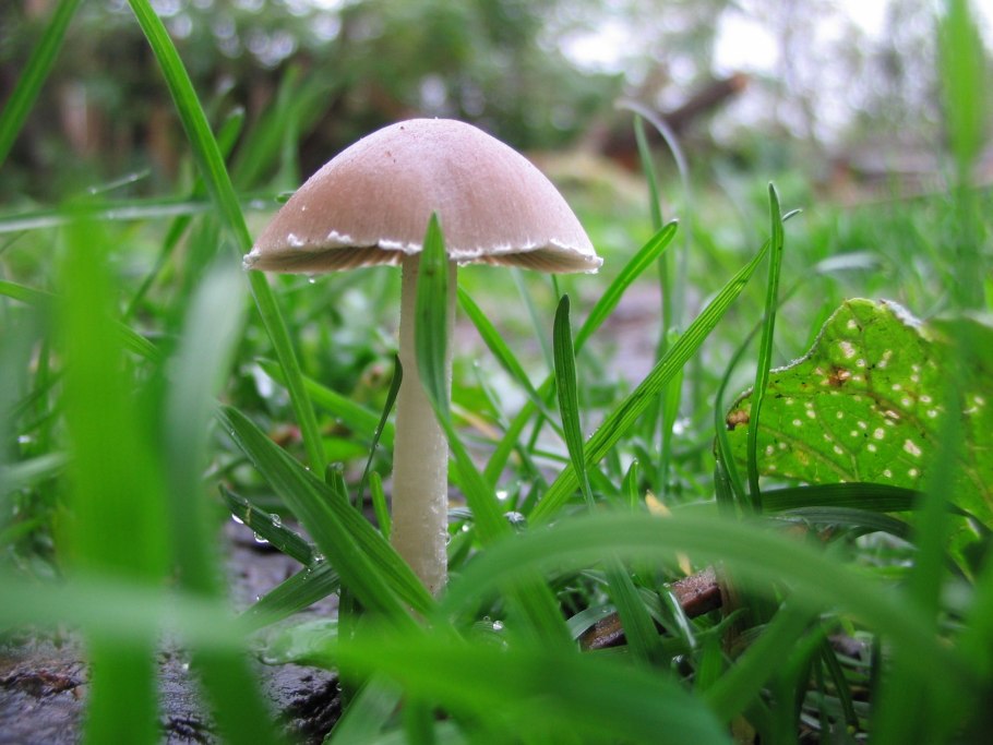 Грибы и ягоды