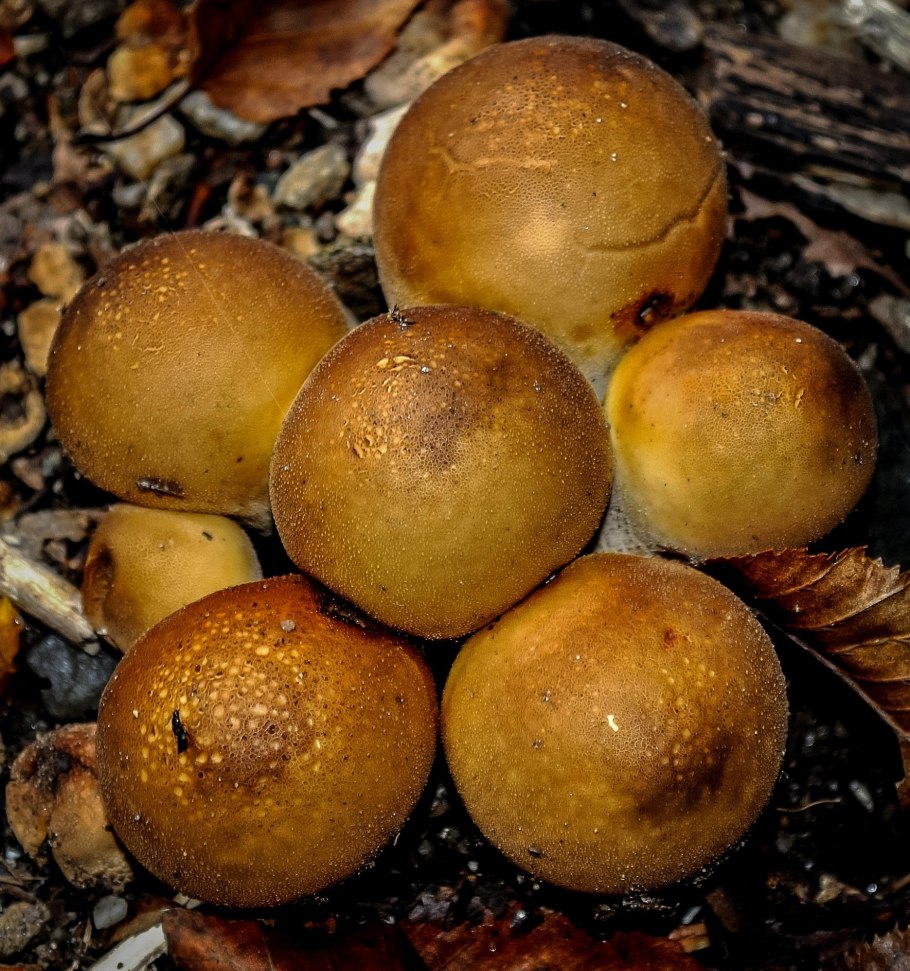 Дикий коричневый гриб