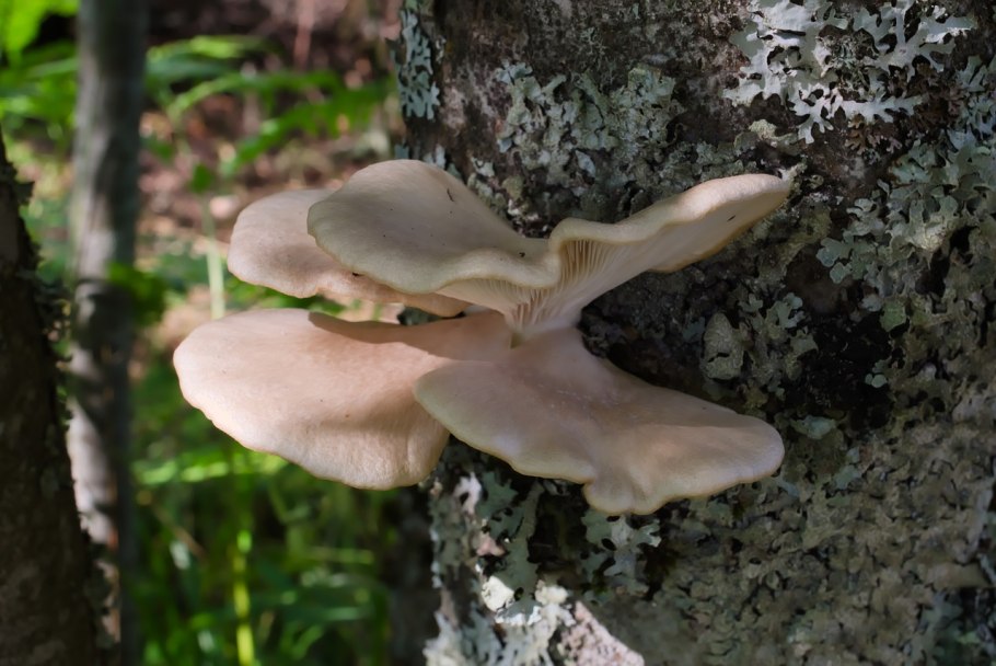 Вёшенка устричная pleurotus ostreatus