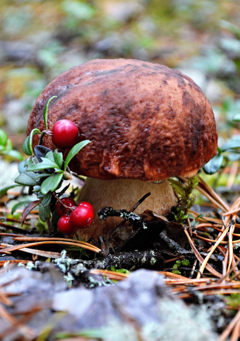 Грибы ягоды