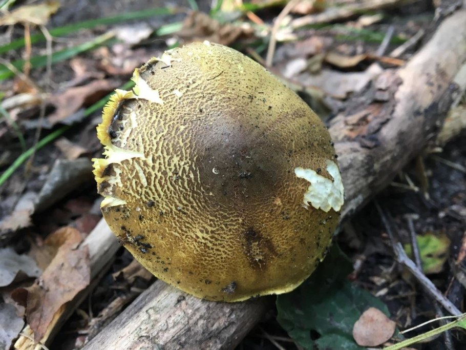 Tricholoma frondosae