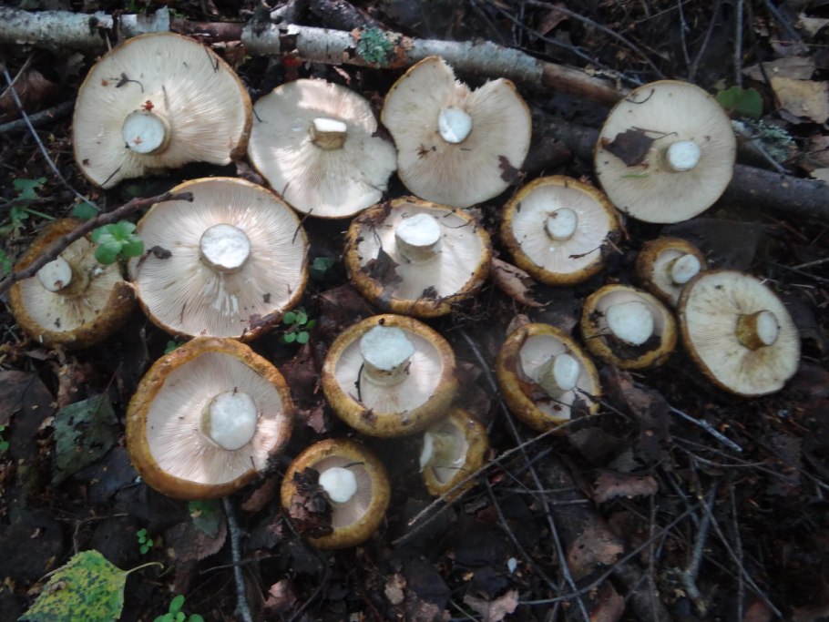 Чешуйчатка элегантная - Pholiota elegans.