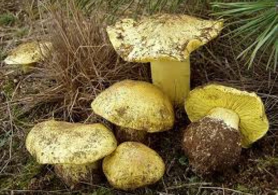 Цистодерма шелушистая (Cystoderma carcharias)