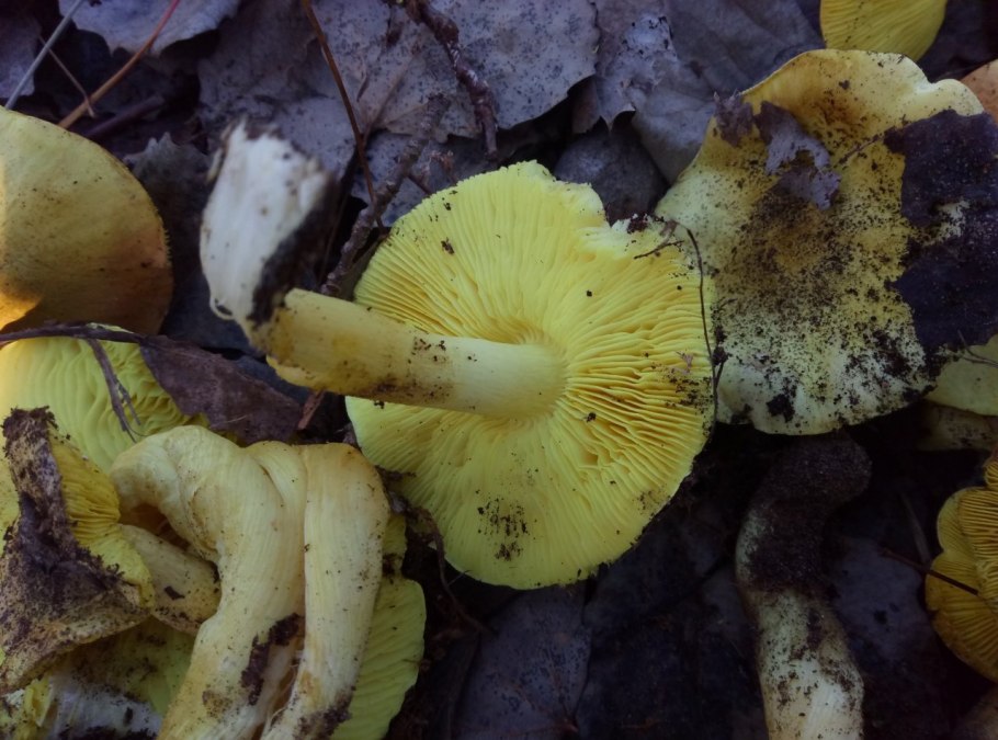 Рядовка Лиственная Tricholoma frondosae