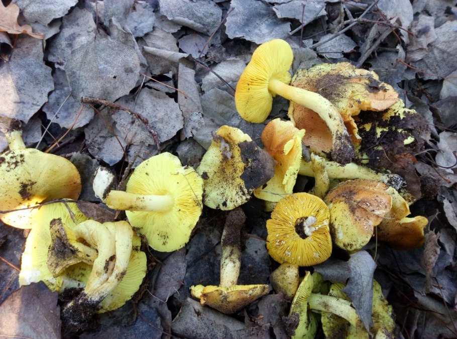 Рядовка Лиственная Tricholoma frondosae