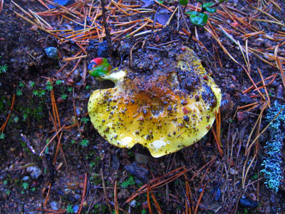 Рядовка Лиственная Tricholoma frondosae