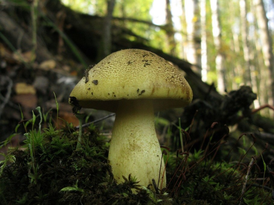 Рядовка Осиновая Tricholoma frondosae