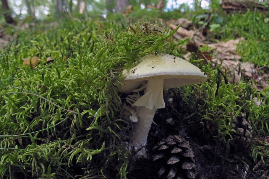 Поганка обыкновенная