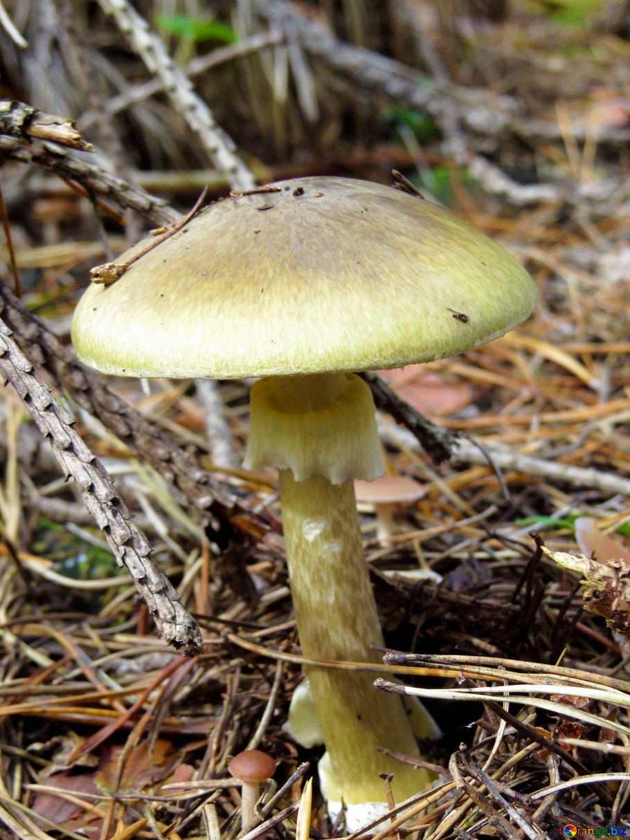 Поганка гриб поганка