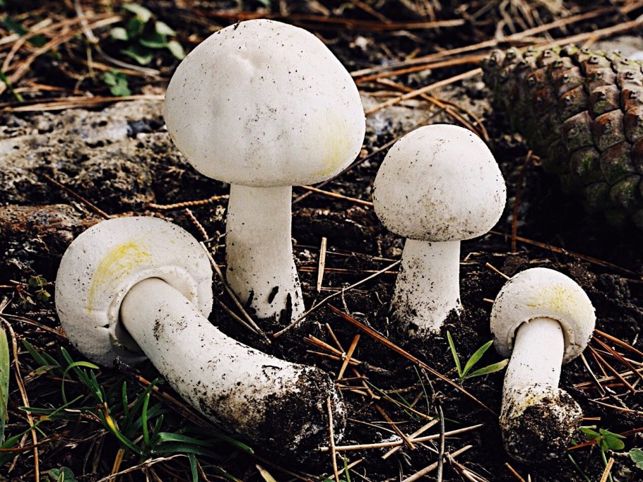 Шампиньон Эссета (Agaricus essettei)