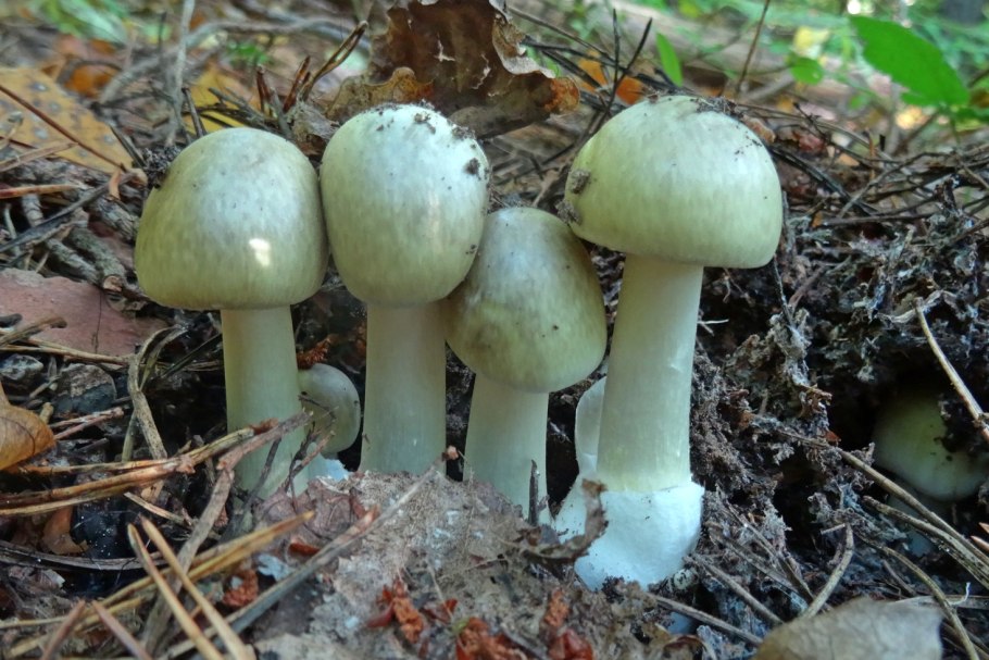 Гриб поганка обыкновенная