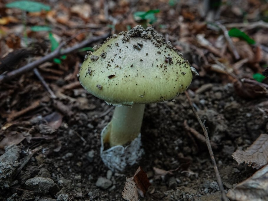 Гриб-зонтик девичий (Macrolepiota puellaris)