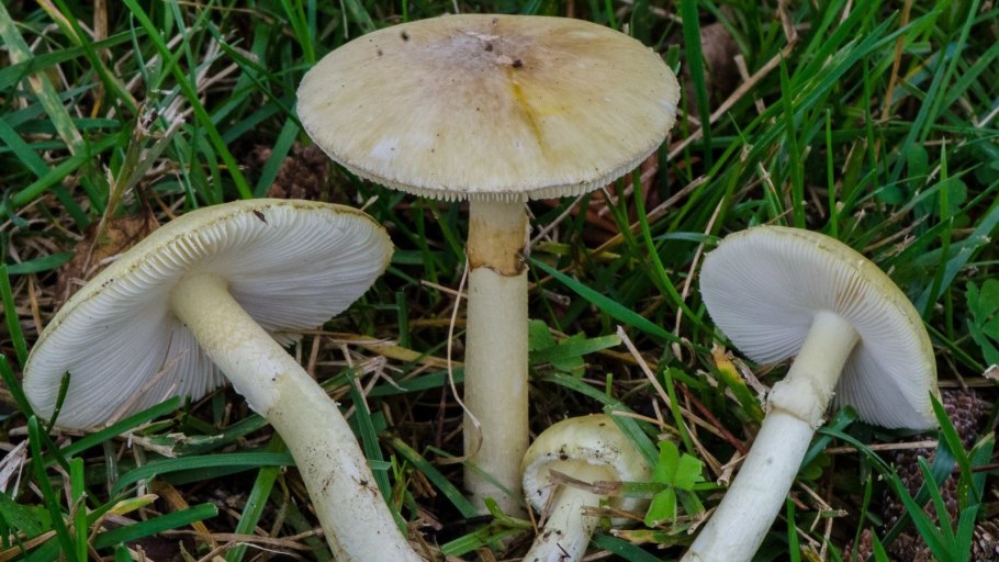 Бледная поганка (amanita phalloides)