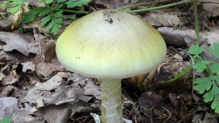 Бледная поганка красная