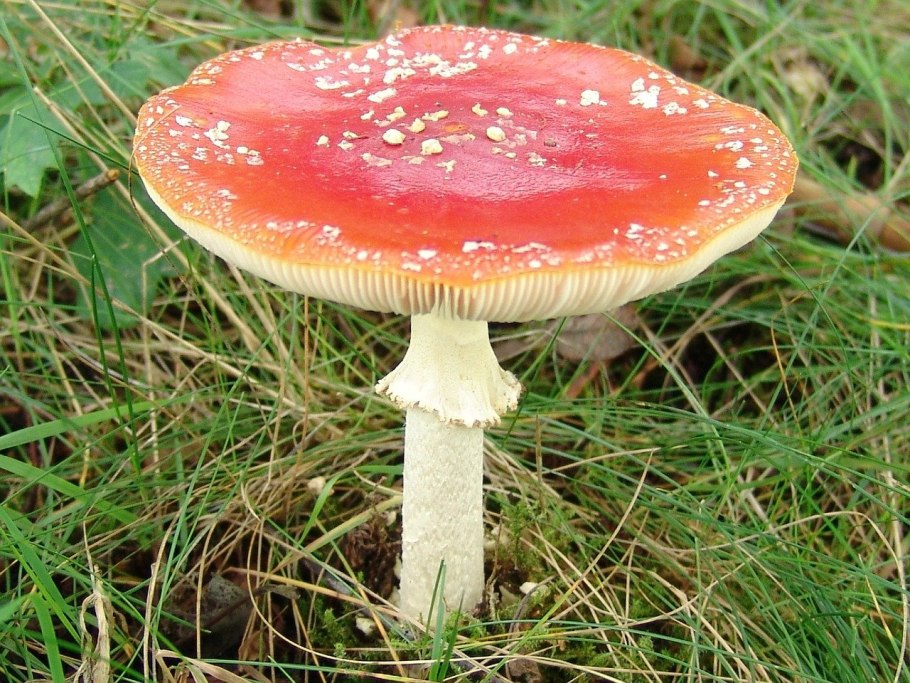 Грибы поганки мухоморы