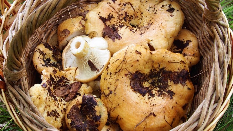 Кубанский груздь