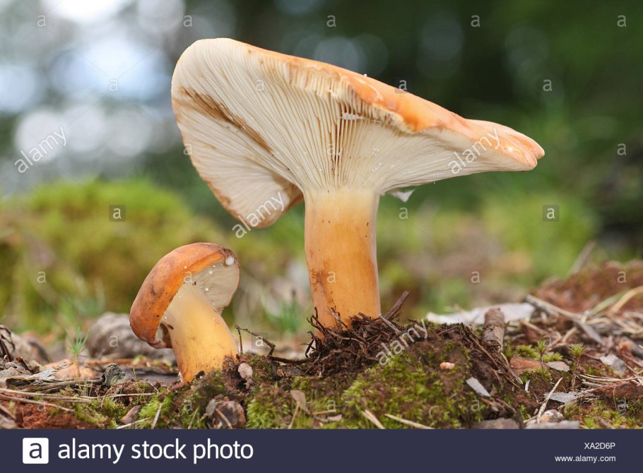 Груздь золотисто-жёлтый