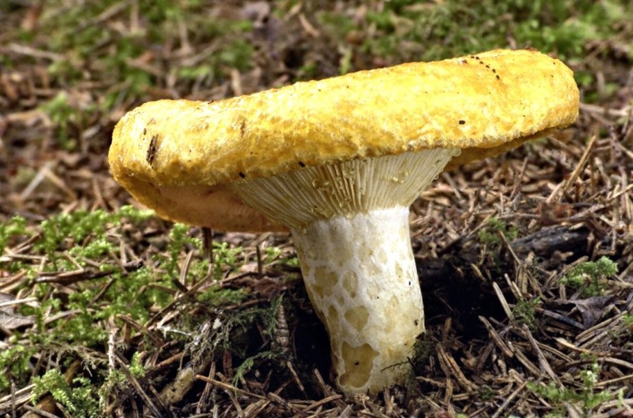 Груздь жёлтый Lactarius scrobiculatus