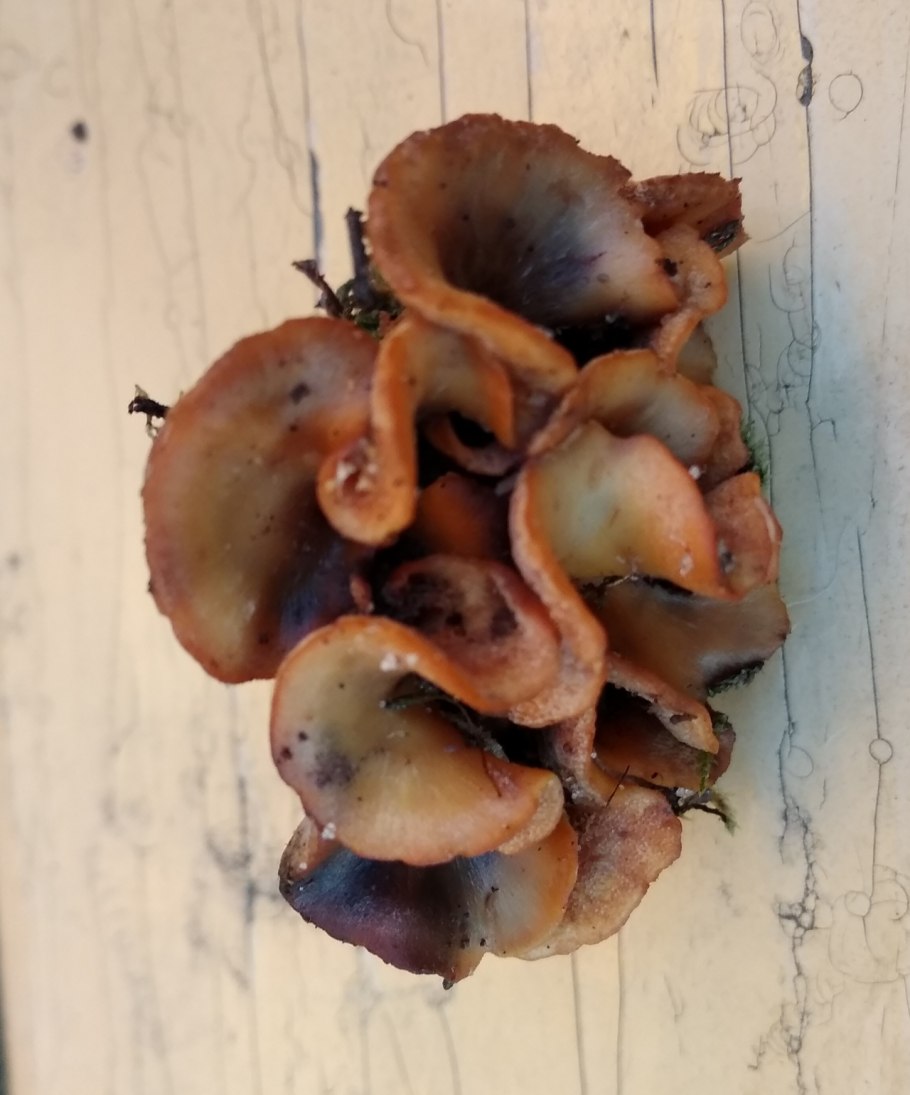 Гриб коричневый пластинчатый на толстой ножке