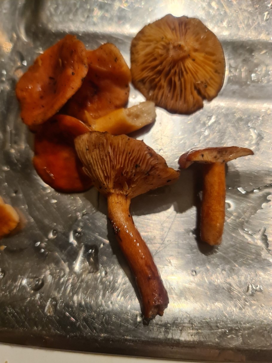 Млечник неедкий оранжевый