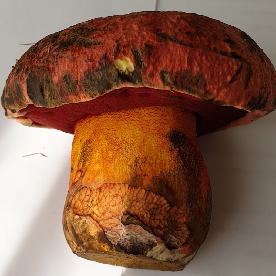 Грибы коричневые саркосцифы