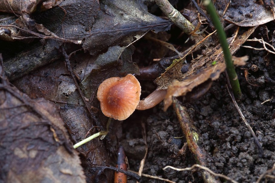 Млечник оранжевый