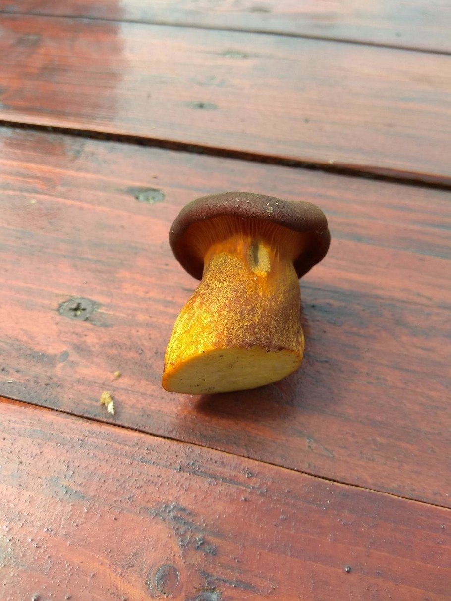 Гриб с толстой ножкой