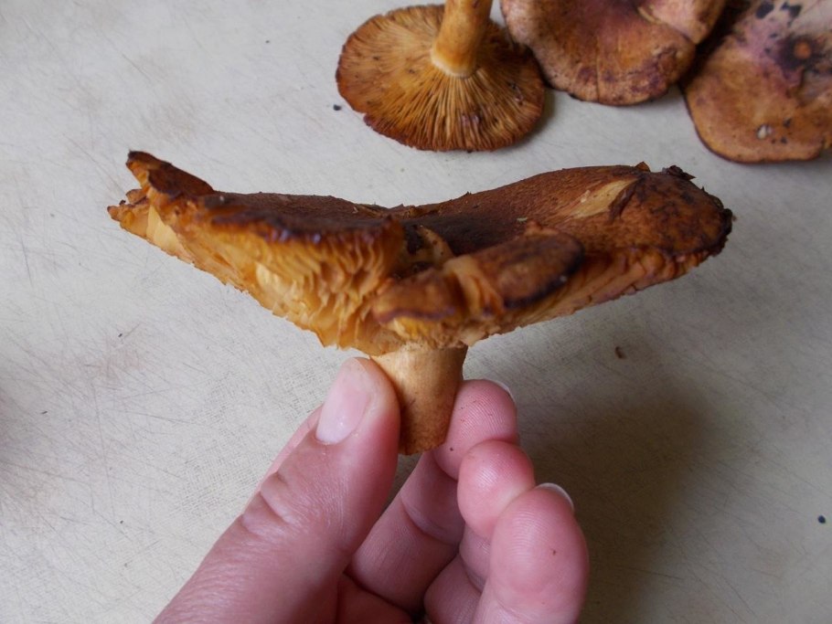 Гриб Гимнопил Юноны