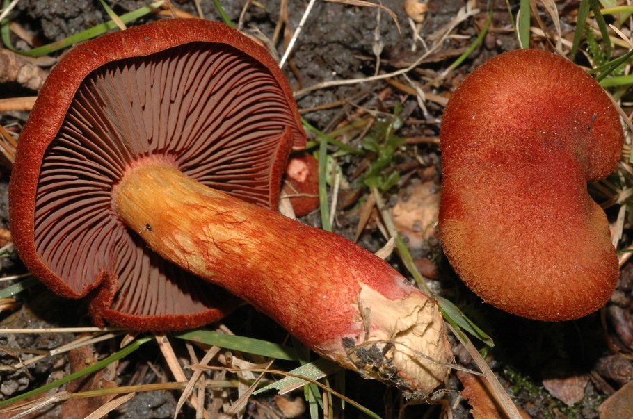 Паутинник горный Cortinarius orellanus
