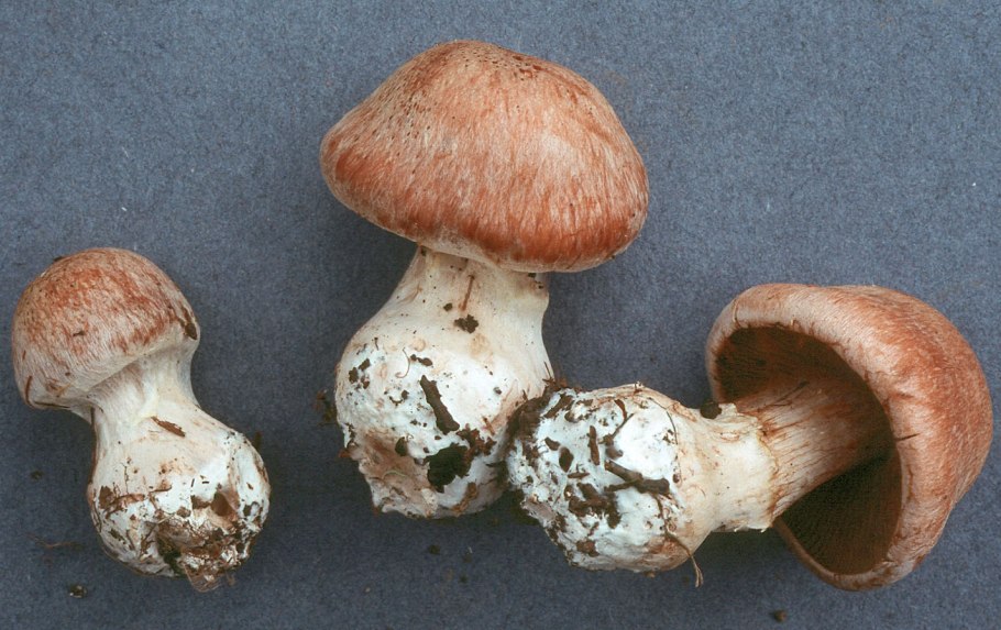 Паутинник горный Cortinarius orellanus