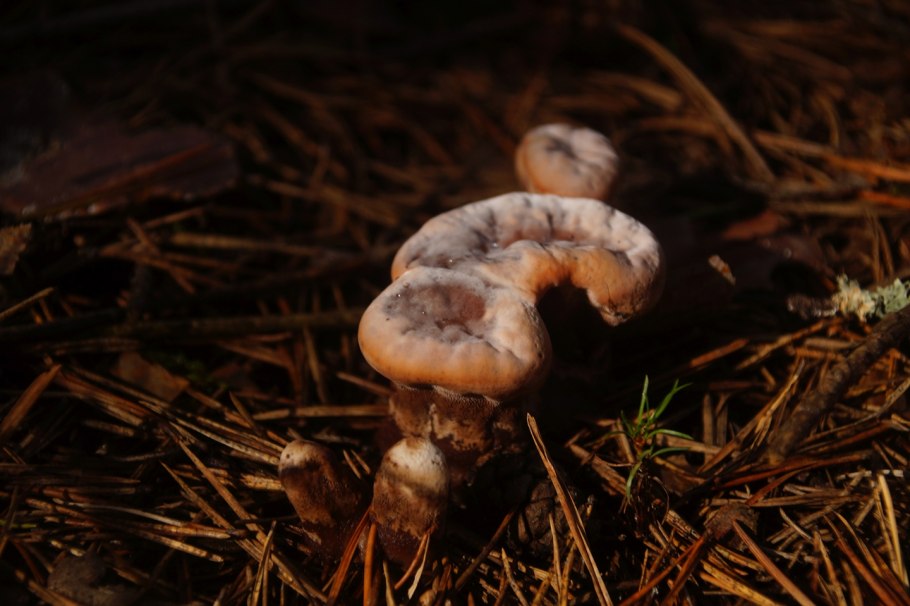 Рядовка перевязанная грибы