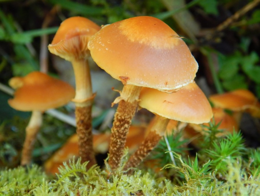 Паутинник клубненогий