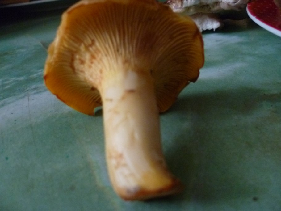 Suillus pictus